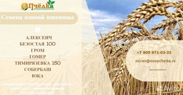 Семена озимой пшеницы:Алексеич, Безостая 100, Гром