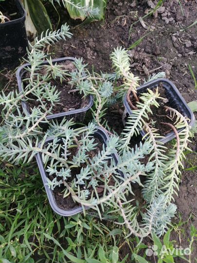 Голубой почвопокровник