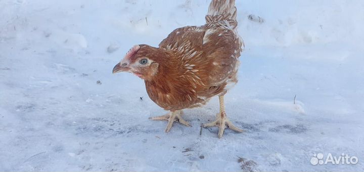 Куры Несушки
