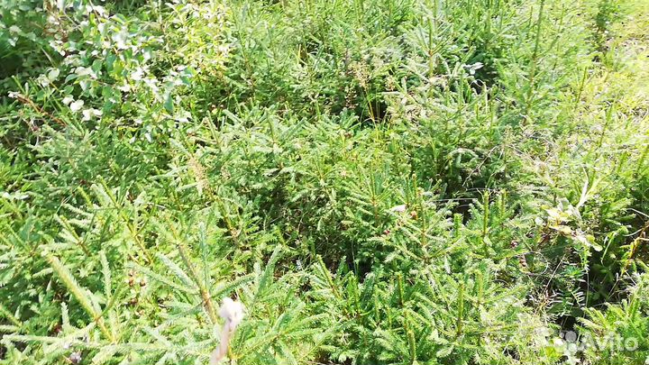 Саженцы ели, березы, сосны