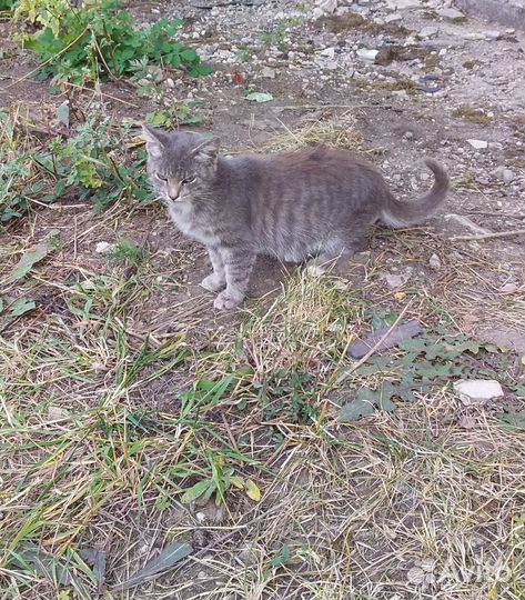 Котёнок мальчик