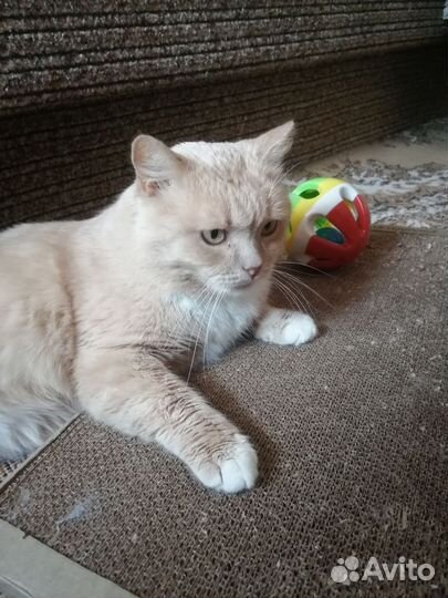 Ищу дом Персику