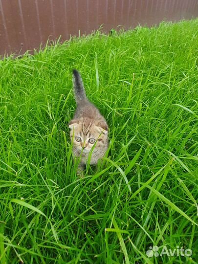 Котенок мальчик бесплатно