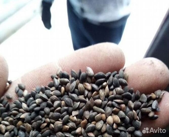 Семена / Сосна обыкновенная