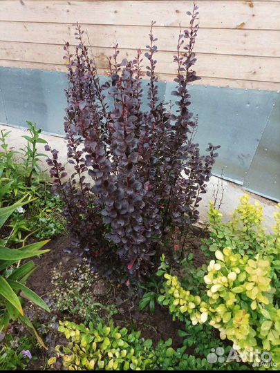 Барбарис тунберга Хельмонд Пилар взрослый куст