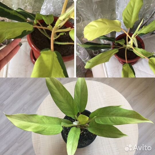 Цветы Тайские