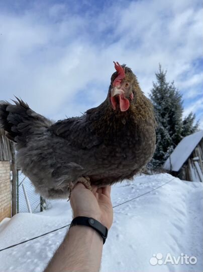 Инкубационное яйцо оливеггер