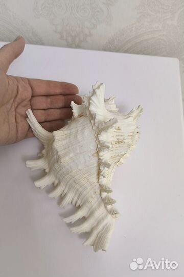 Большая морская раковина