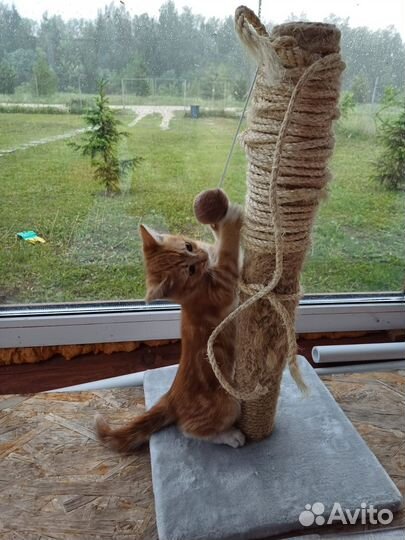 Котёнок бесплатно