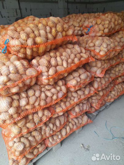 Продам картофель