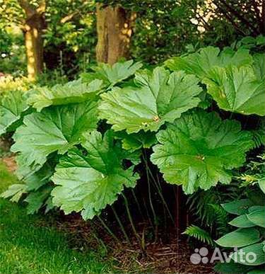 Многолетники садовые