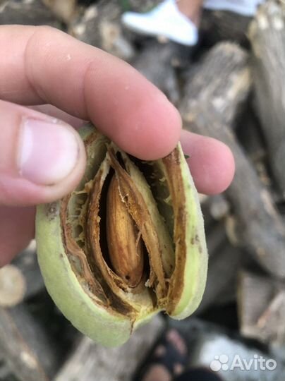 Саженцы миндаля