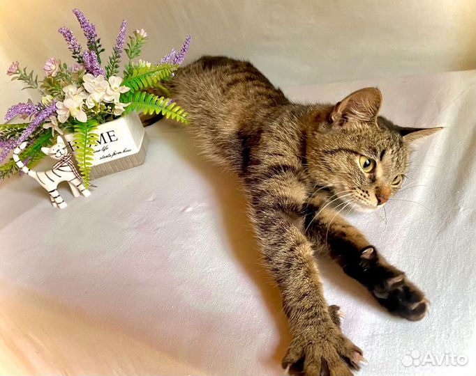 Кошечка ласкушка