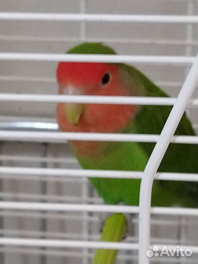 Попугай неразлучник