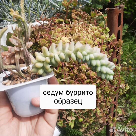 Суккуленты граптоседум бронз