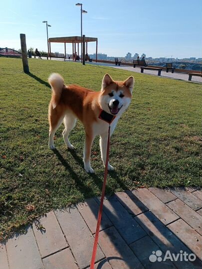 Акита ину, японская акита вязка