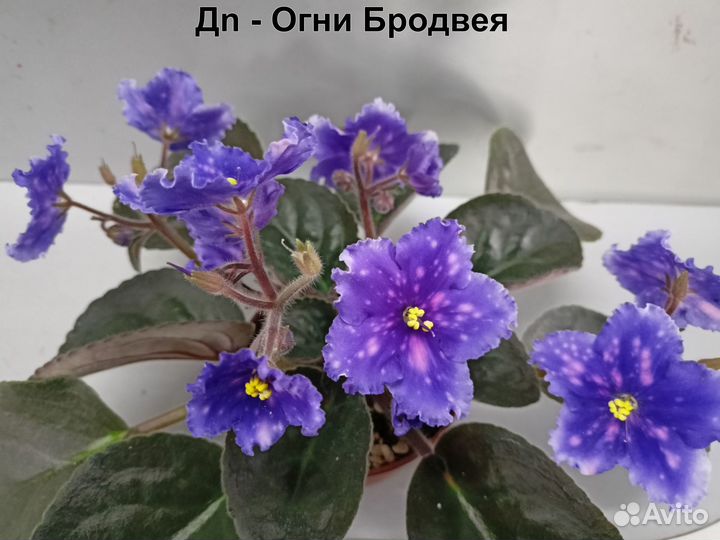 Цветущие фиалки