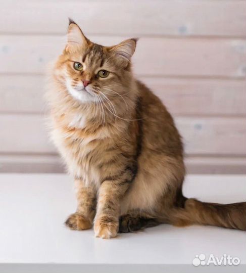 Кошка-Любовь Рыся ждет свою маму