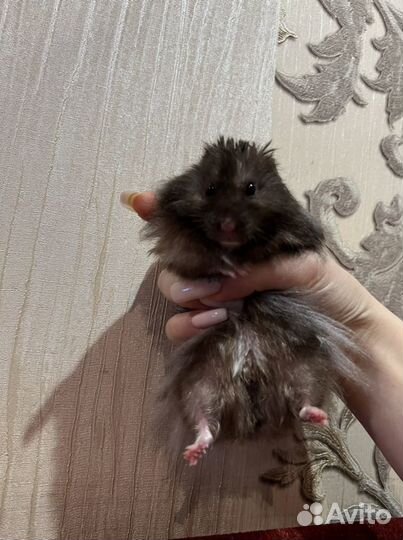 Передержка животных