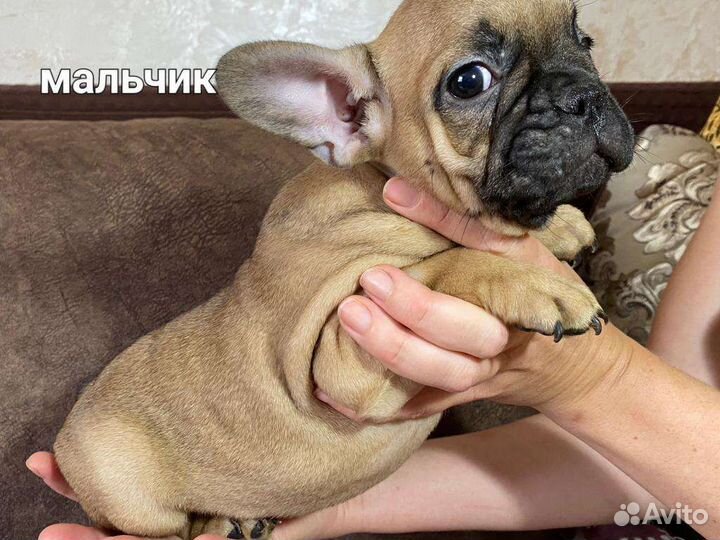 Французский бульдог щенки мини