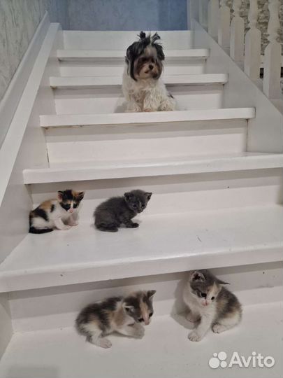 Котята в добрые руки бесплатно