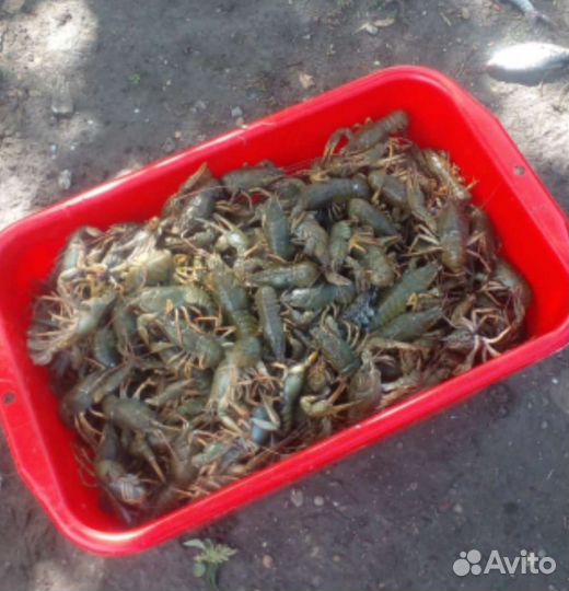 Живые раки