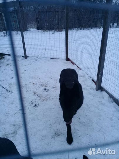 Авчарка васточни еврапецки щенки