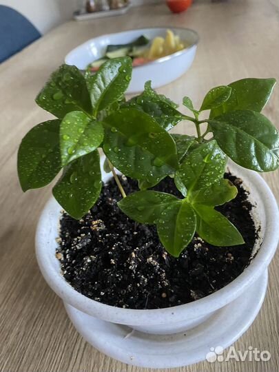 Кофейное дерево