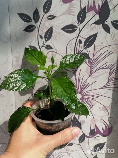 Цветущая Кроссандра Тропик Оранжевая