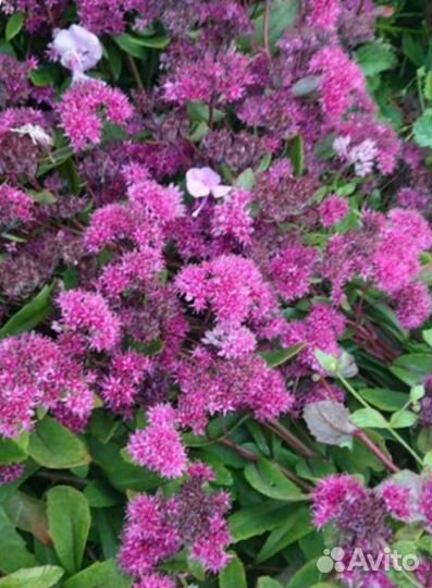 Многолетний цветок -очиток седум