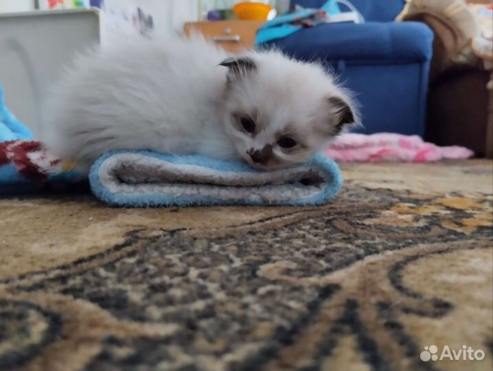 Домашние животные кошки