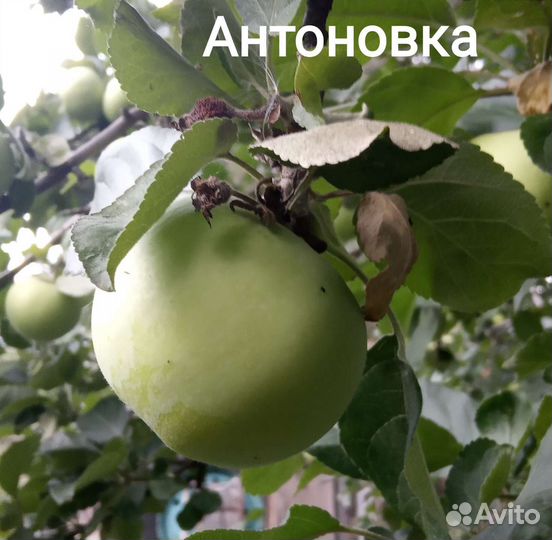 Саженцы яблони