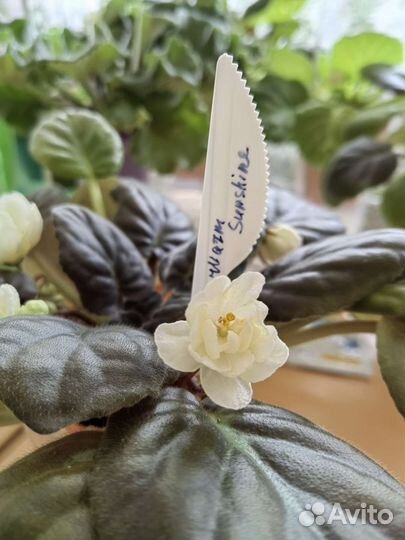 Сортовые фиалки