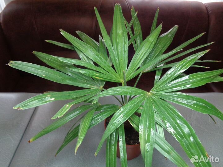 Ароидные растения