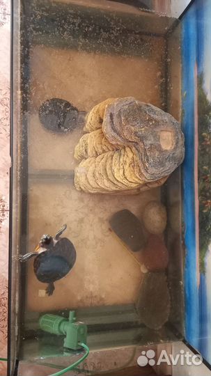 2 черепашки