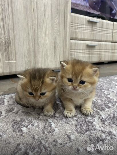 Британские котята