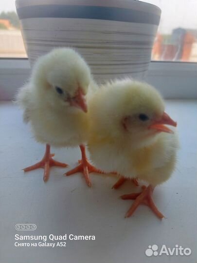 Цыплята бройлер, Цветной бройлер. Петух, утка