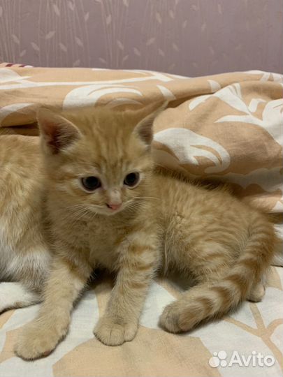 Кошки в добрые руки