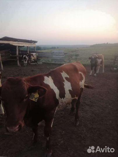 Крс на мясо или на откорм