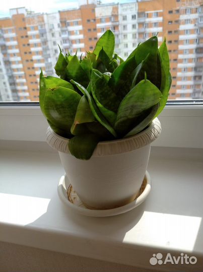 Сансевиерия - Щучий хвост- Тещин язык