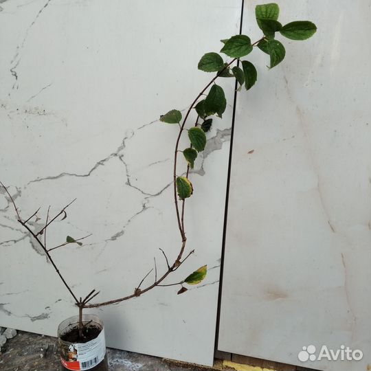 Каллизия душистая