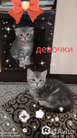 Шотландские котята