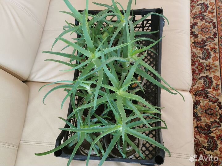 Алоэ (Столетник)