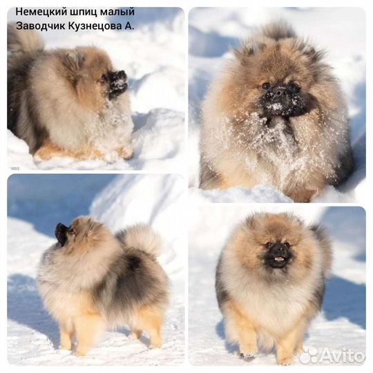 Услуги породного груминга