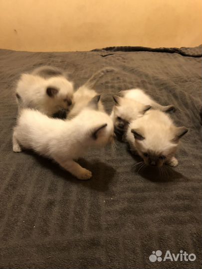 Кошки