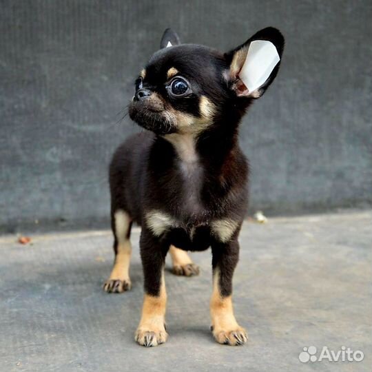 Чихуахуа мальчик