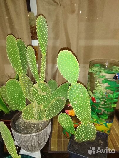 Кактус опунция