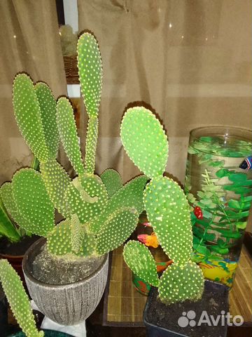 Кактус опунция