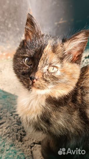 Котенок в добрые руки