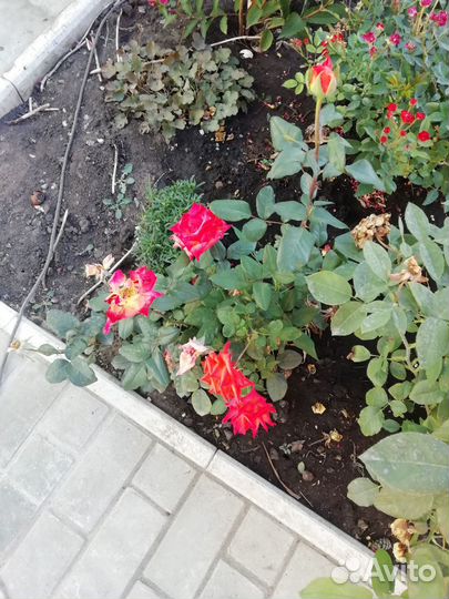 Продаю кусты роз